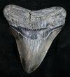 Megalodon Tooth #9424-1